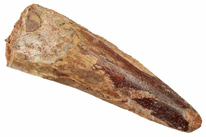 Spinosaurus Tooth - Real Dinosaur Tooth #192115